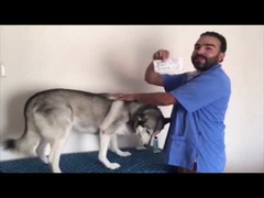 Compact IP67 RFID Pet ID Microchip 2.12*12mm Glass Transponder For Animal