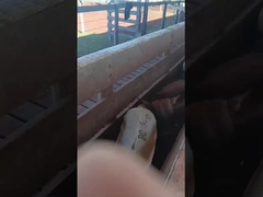 ตราหูอิเล็กทรอนิกส์ ตราหูวัว ตราหูแกะอิเล็กทรอนิกส์