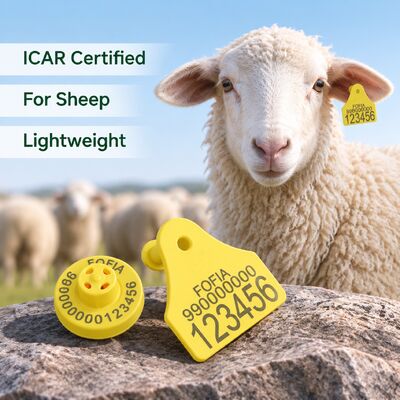 ป้ายหูอิเล็กทรอนิกส์ Fofia Full ICAR Combination สำหรับแกะและแพะ ระบบติดตาม RFID คุณภาพสูง พลาสติก TPU การเข้ารหัสเลเซอร์ รับประกัน 3 ปี